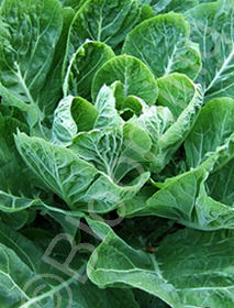 Brassica 'Champion II'